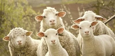 �d�򡡡�Sheep