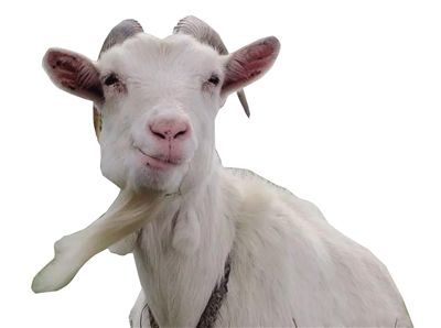 ɽ�򡡡�Goat