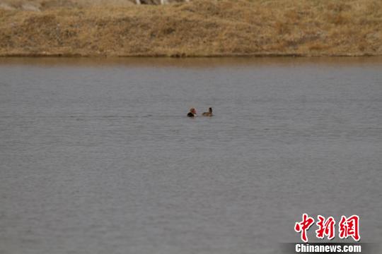 甘肅戈壁濕地生態(tài)環(huán)境好轉(zhuǎn)漸成候鳥“補(bǔ)給站”(圖)