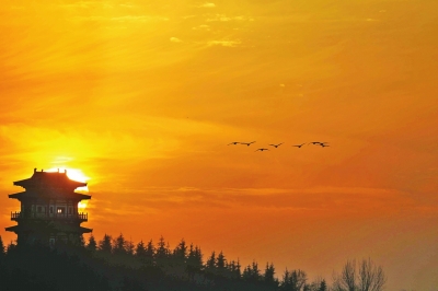 聽,是誰在唱歌!三門峽黃河庫區(qū)天鵝起舞