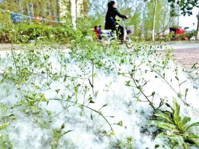 又到楊絮柳絮滿天飛的季節(jié) 專家:目前還不能根治