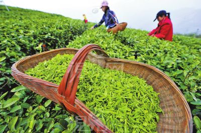 大河君教你鑒別信陽(yáng)毛尖真與假