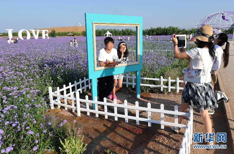 CHINA-NINGXIA-ZHONGWEI-LAVENDER FLOWER (CN)