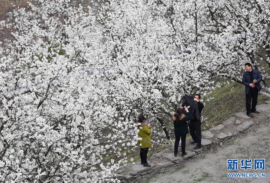 (晚報)(1)春日“雪景” 櫻桃花開 (晚報)(1)春日“雪景” 櫻桃花開