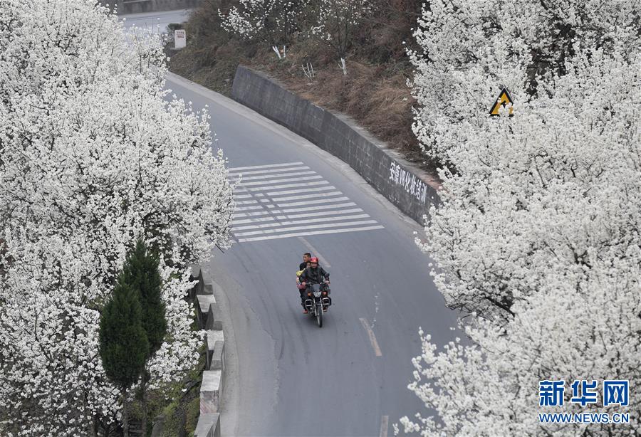 (晚報)(2)春日“雪景” 櫻桃花開 (晚報)(2)春日“雪景” 櫻桃花開
