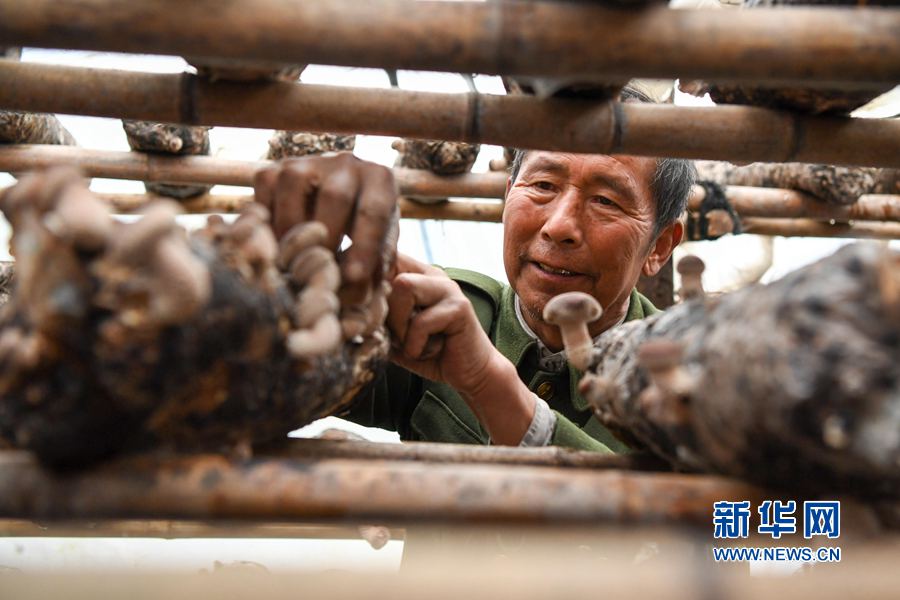河南盧氏:食用菌產(chǎn)業(yè)富農(nóng)家 河南盧氏:食用菌產(chǎn)業(yè)富農(nóng)家