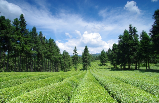 買茶節(jié)|2021浮梁茶主題攝影節(jié)征稿啟事