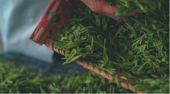 買茶節(jié)|2021浮梁茶主題攝影節(jié)征稿啟事