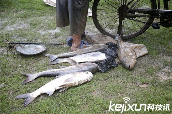 武漢暴雨沖來大魚 市民自帶漁網(wǎng)當(dāng)街捕魚