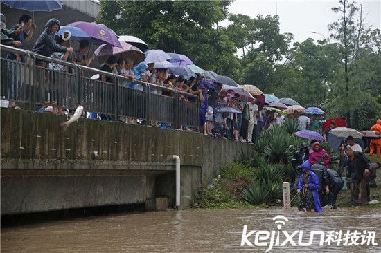 武漢暴雨沖來大魚 市民自帶漁網(wǎng)當(dāng)街捕魚