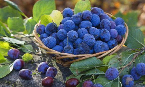 �X�׽�������������@15�N��Ȼʳ������a�X��
