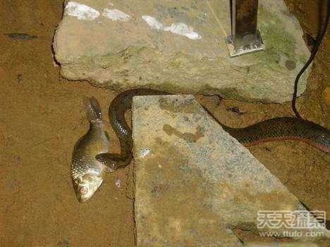 男子夜晚海邊釣魚(yú) 突發(fā)一幕讓他嚇壞了