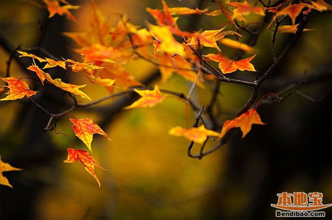 秋天到哪里看紅葉 北宮國家森林公園親子游好去處