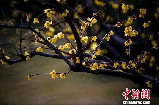 �Ͼ��ɽ�L(f��ng)���^(q��)��(n��i)��Ϟ÷��÷�����p÷���G�����������ա���÷�� �z