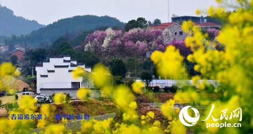 武穴油菜花美景