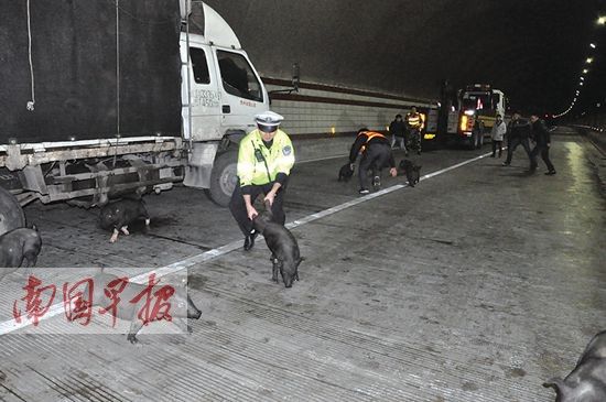 廣西一運(yùn)豬車側(cè)翻 20余頭豬隧道內(nèi)四處亂竄(圖)