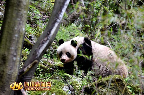 �Ĵ�һ��Ȼ���o�^(q��)�l(f��)�F(xi��n)Ұ������؈���˃H�����h���D��