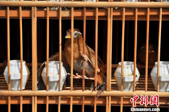 云南啟動大規(guī)模野生動物放生活動(圖)