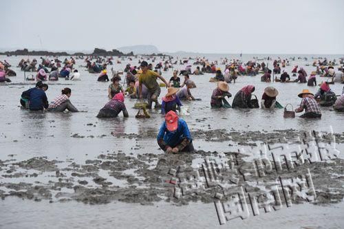 福建養(yǎng)殖基地油蛤遭近2000人哄搶 損失20多萬元