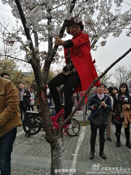 游人爬樹