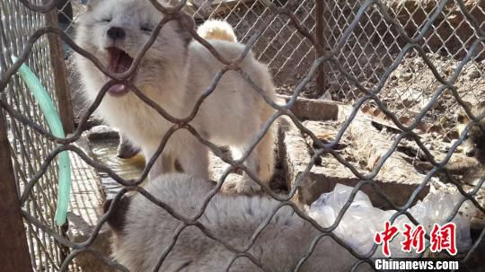 圖為北京懷柔湯河口村村民自行抓回的部分放生動物。吳合琴 攝