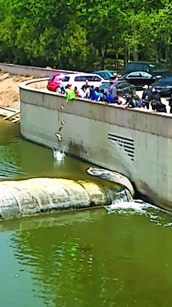 多人臭水中放生500斤活魚 魚入水即翻肚(圖)