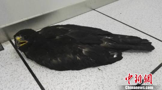 ���Ҷ������o(h��)���������͸ߜ����ơ����