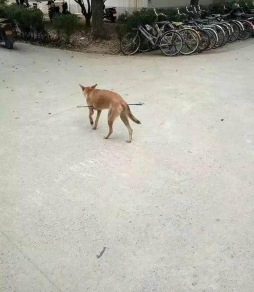 華科一流浪狗被箭射穿腹部 志愿者送其就醫(yī)