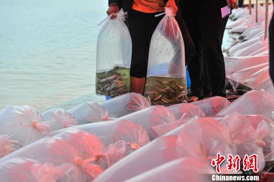 云南撫仙湖投放35萬尾土著魚改善水體生態(tài)