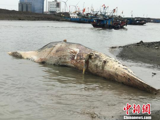 上海殞命鯨魚(yú)今起標(biāo)本制作預(yù)計(jì)耗時(shí)兩年半