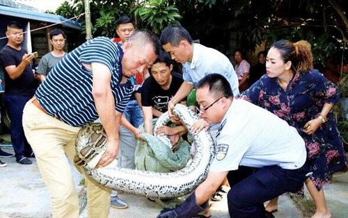 男子關(guān)養(yǎng)巨蟒18年一叫它名字就從水池爬出
