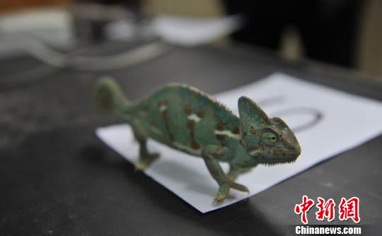 云南森林警方破獲一起特大網(wǎng)絡(luò)販賣野生動物及制品案