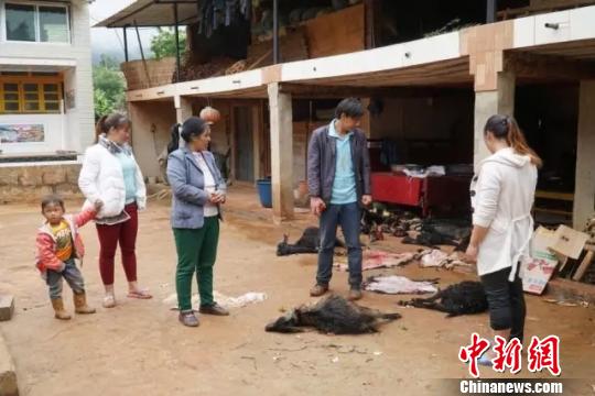云南賓川110只羊被野生動(dòng)物攻擊村民獲12.44萬(wàn)保險(xiǎn)賠償