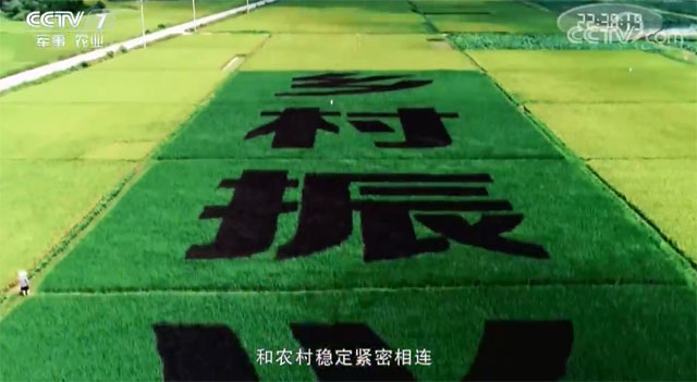農(nóng)村改革