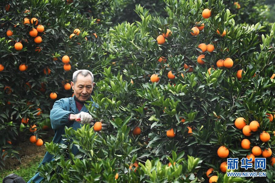(新華全媒頭條·走向我們的小康生活·圖文互動(dòng))(9)大城大鄉(xiāng)的“幸福協(xié)奏曲”——重慶推動(dòng)高質(zhì)量發(fā)展創(chuàng)造高品質(zhì)生活紀(jì)事