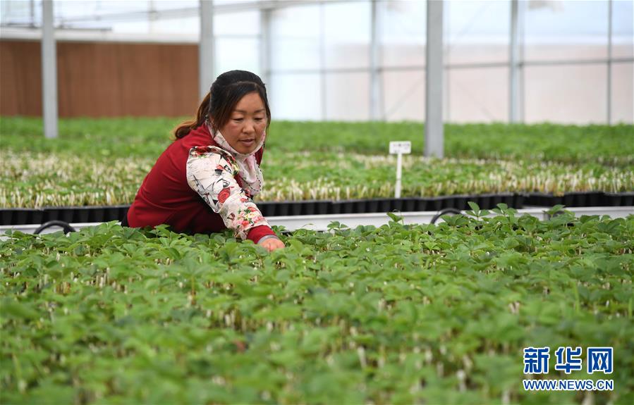 (新華全媒頭條·圖文互動)(1)來自北京的科技扶貧答卷