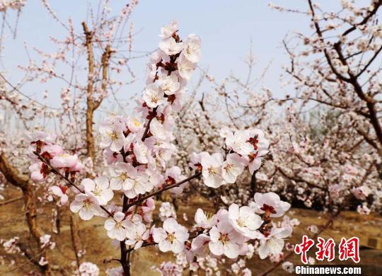 托克遜杏花怒放惹人醉花海一片引蜂來(圖)